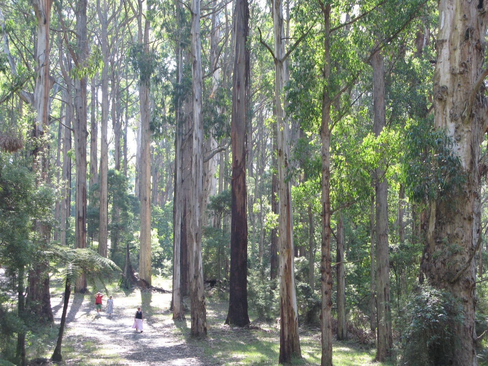 A track through tall eucalypts near Olinda Falls