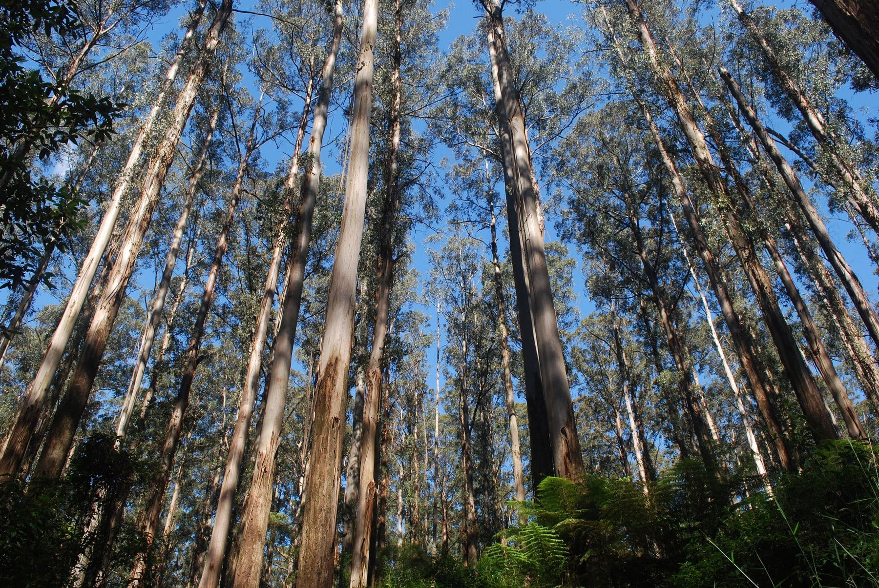 Looking up the trunks of mountain ash in Sherbrooke Forest against a blue sky