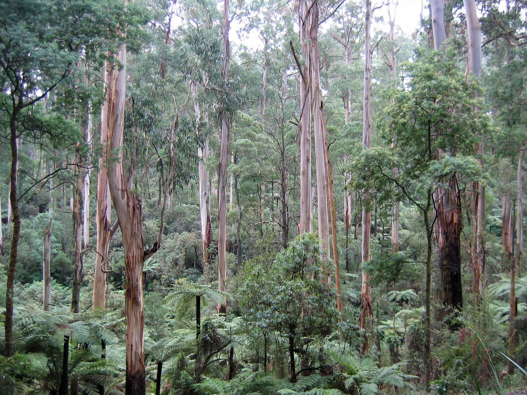 Pale eucalypt trunks over a dense understorey of tree ferns in Sherbrooke Forest